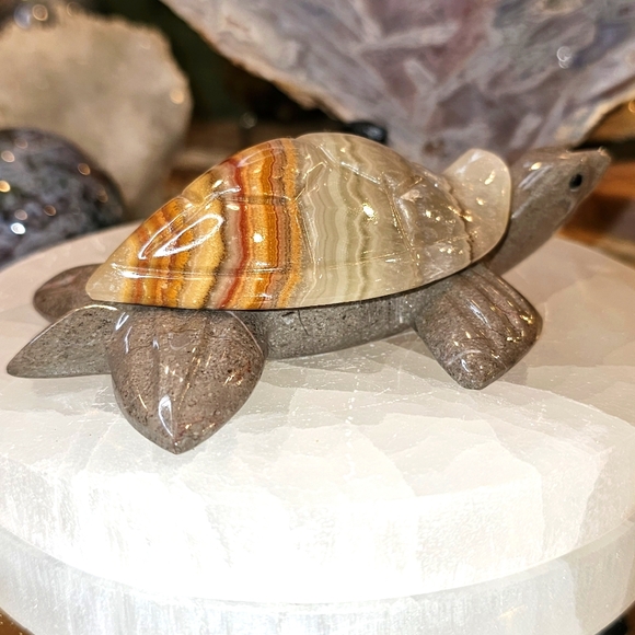 Adorable Onyx Turtle! - Picture 3 of 6
